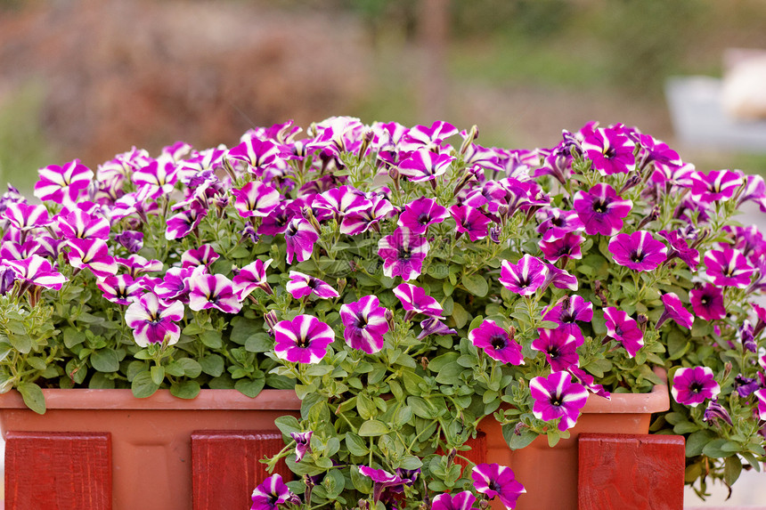 紫色白色fetunia植物花瓣花园花坛植物群生长草地海浪地面植物学图片