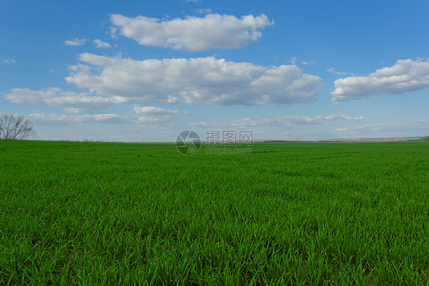 蓝云天空下的小麦田季节谷物土地农业农田玉米场地场景草原蓝色图片