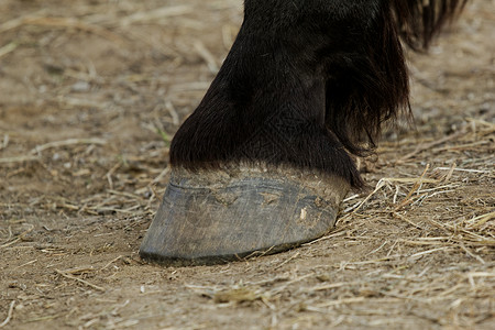 动物鞋素材马脚和蹄哺乳动物国家宠物荒野头发蹄子牧场小马草地马术背景