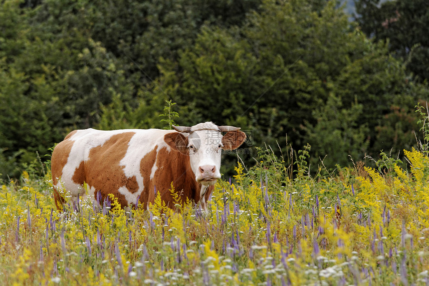 奶牛农田配种场地小牛奶制品牛扒家畜国家农村动物图片