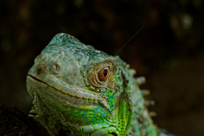 绿色蜥蜴的肖像爬虫异国爪子动物园爬行者热带生物野生动物尾巴脊椎动物图片