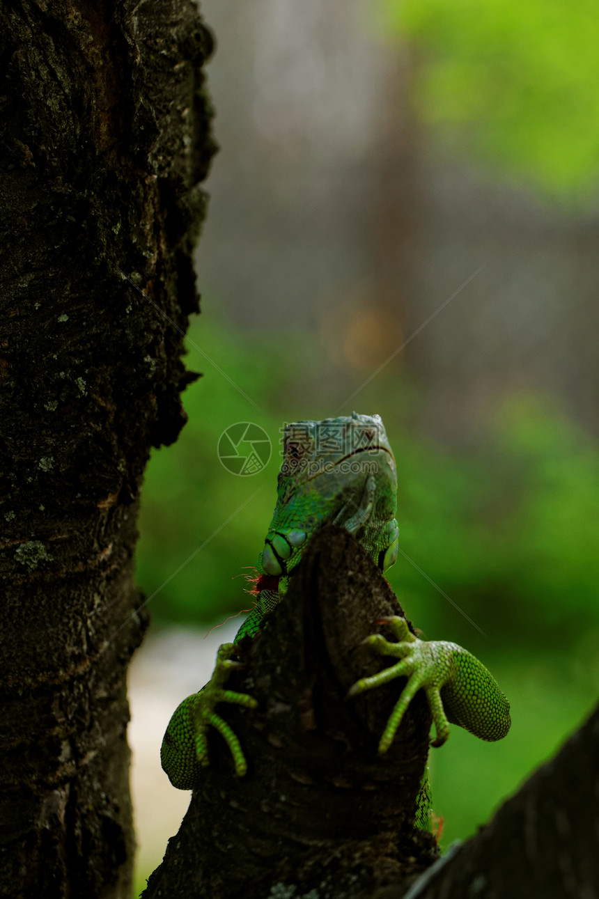 绿色蜥蜴的肖像荒野爬虫爬行者动物园脊椎动物情调动物热带爪子异国图片