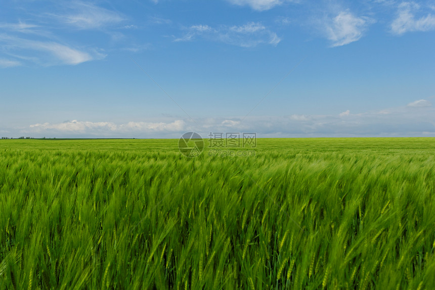 蓝云天空下的小麦田场景蓝色谷物牧场场地农业土地草原天空农场图片