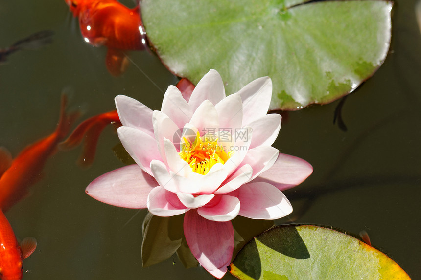 粉红水百合植物群池塘植物学反射金鱼水池植物叶子花园花朵图片