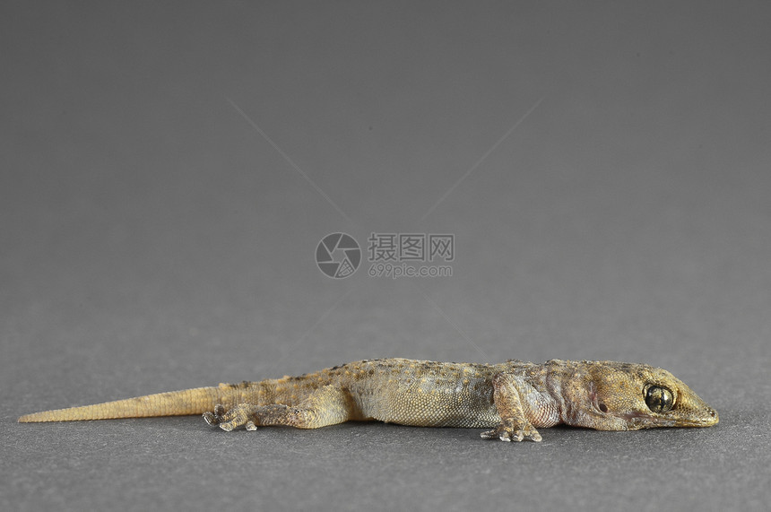 灰色盖科蜥蜴宏观爬行动物宠物脊椎动物动物群栖息地壁虎情调工作室爬虫图片