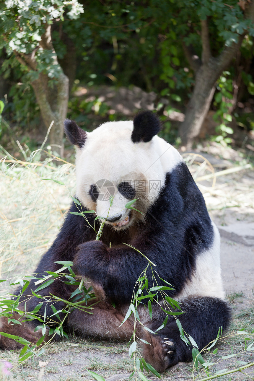 大熊熊熊 一只熊是竹子逃逸毛皮森林动物树木动物学公园旅行野生动物哺乳动物旅游图片