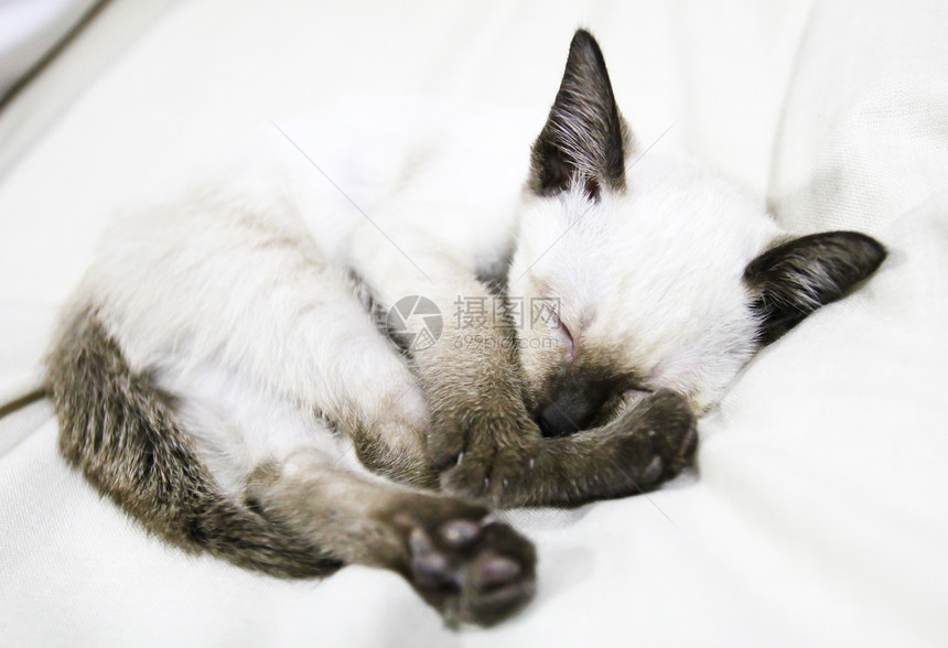 睡着泰国猫小猫猫咪眼睛晶须白色宠物猫科动物黑色哺乳动物图片