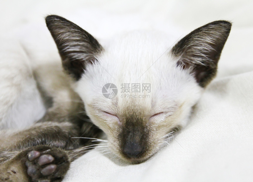 睡着泰国猫晶须哺乳动物猫科动物眼睛猫咪黑色宠物小猫白色图片