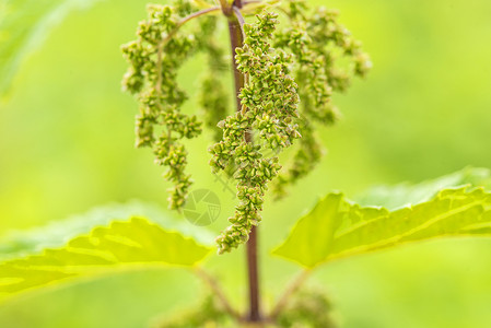 谢雷格什自然界植物疗法高清图片