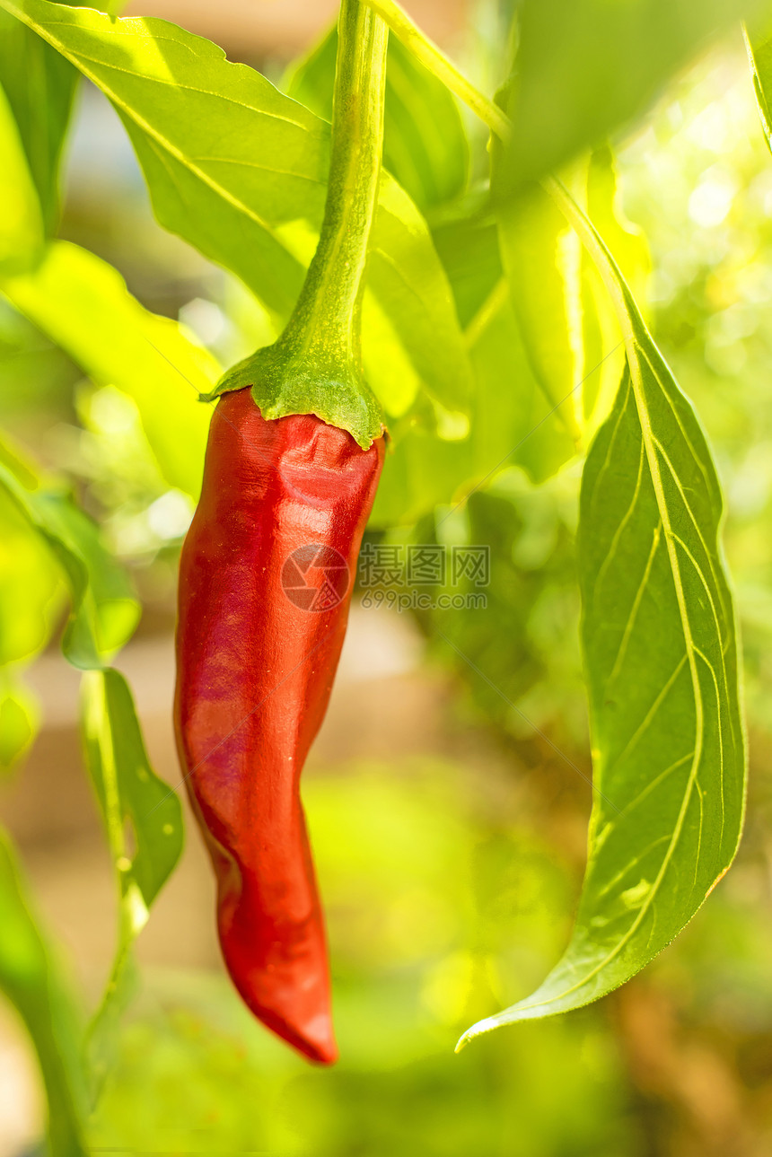 工厂的辣椒食物花园香料红色宏观药品绿色植物群生长制药图片