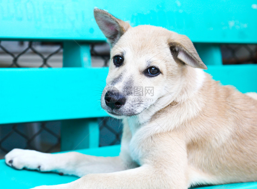 泰国菜园里的泰式狗棕色宠物犬类街道哺乳动物图片