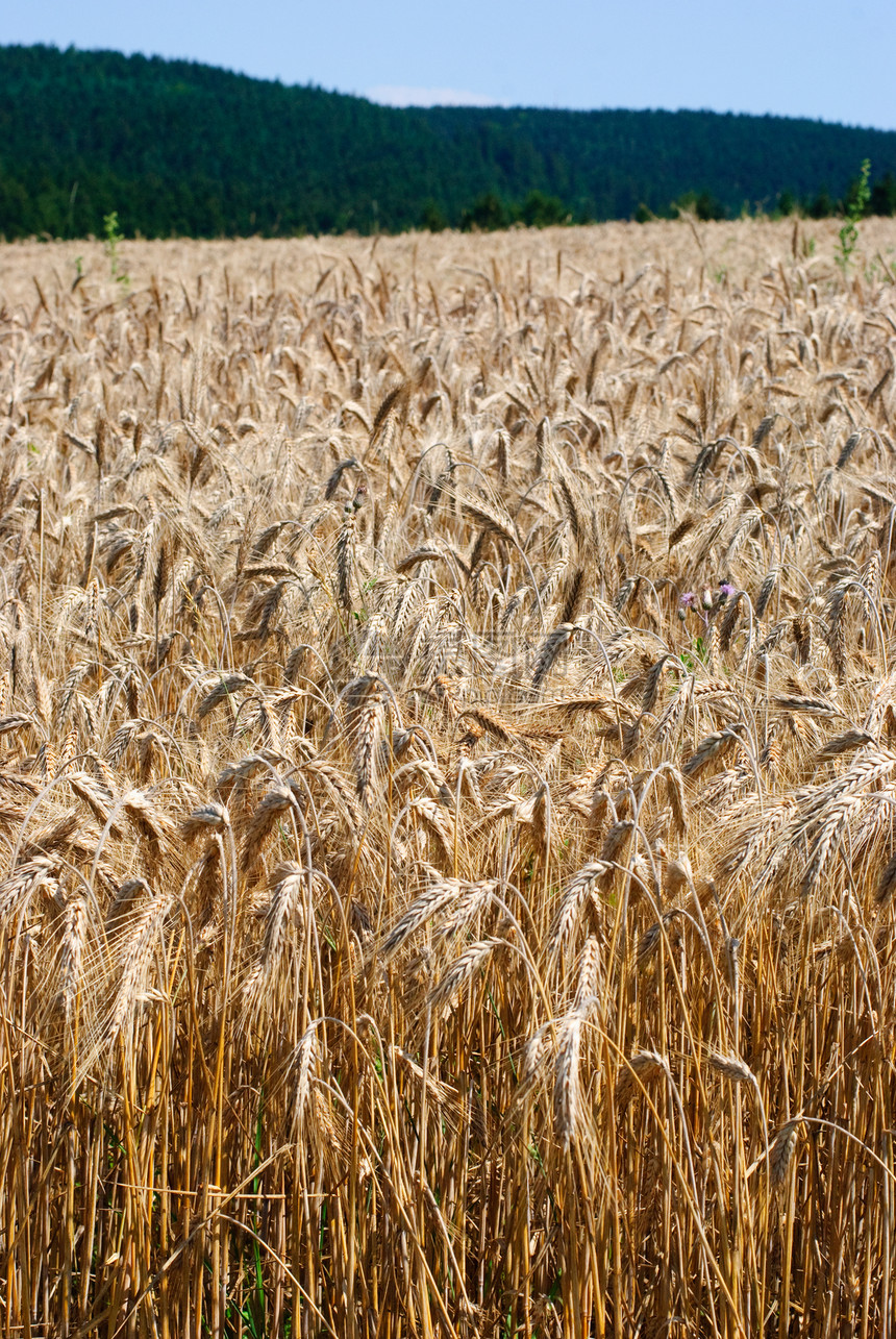 小麦颗粒植物面粉国家农村粮食材料谷物金子季节图片