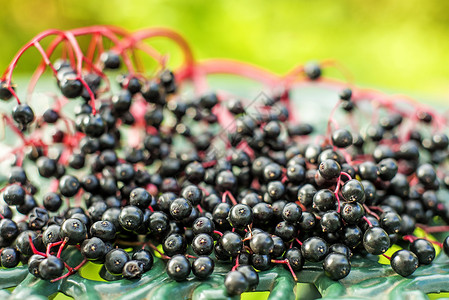 长莓季节长老药品黑色水果食物植物高清图片