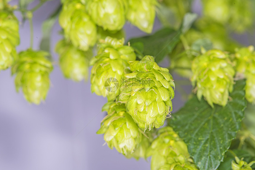 跳上香料草本植物啤酒饮料锥体植物学休息酒精植物啤酒厂图片