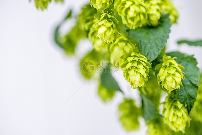 跳上爬行者香料啤酒厂酒精发酵狼疮生长啤酒花园植物图片