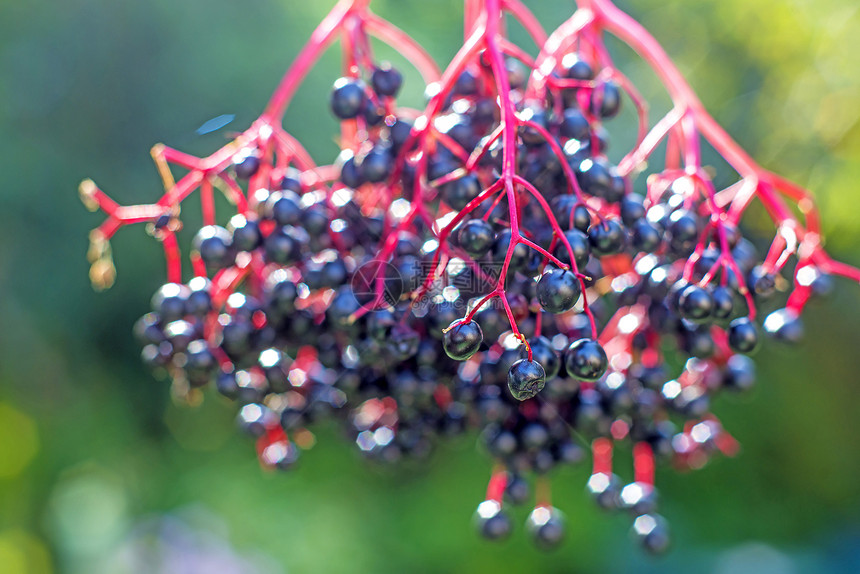 长莓高光食物季节水果长老植物药品场地黑色图片