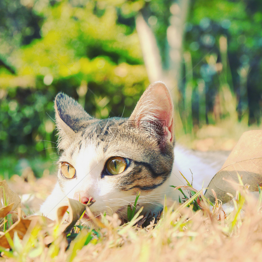 孤猫躺在花园里的草地上 反转过滤效果图片