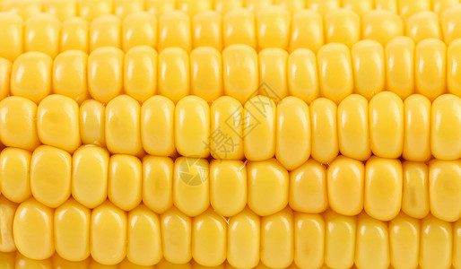 印地安玉米的背景黄色饮食蔬菜用餐细胞食物背景图片