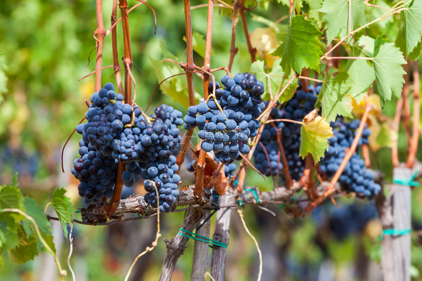 葡萄藤上成熟的葡萄串美丽藤蔓食物收成浆果植物群植物葡萄园栽培酿酒图片