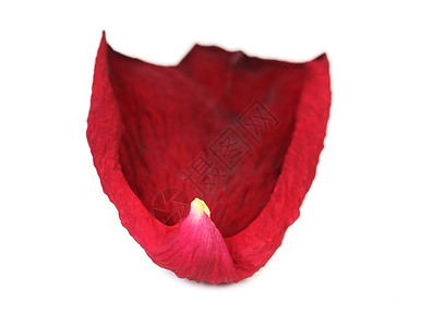 红玫瑰花瓣花卉图案红色植物玫瑰宏观背景图片