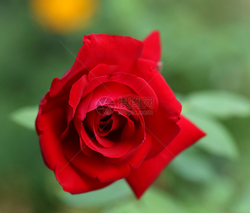 紧贴红玫瑰框架白色季节绿色水平花瓣宏观红色花园摄影图片
