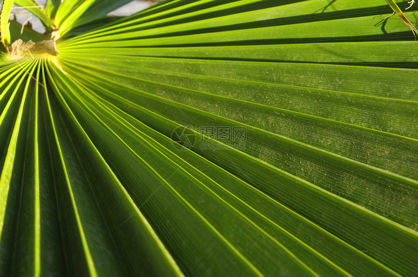 绿棕榈假图案阳光森林椰子手掌植物花园丛林树叶环境图片