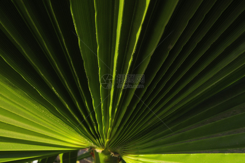 绿棕榈假树叶花园图案生长植物丛林环境热带手掌绿叶图片