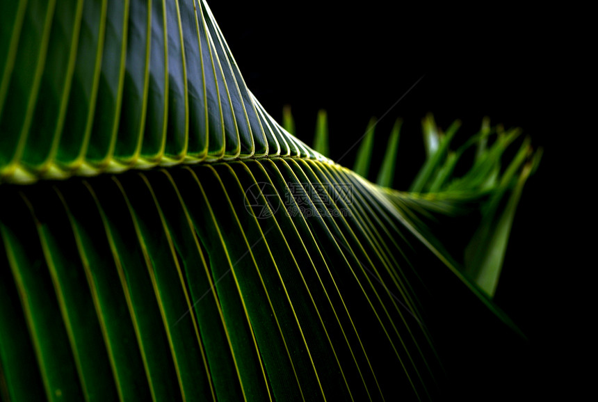 绿色自然抽象背景 B植物学叶绿素叶子生长静脉椰子黑色植物植被热带图片