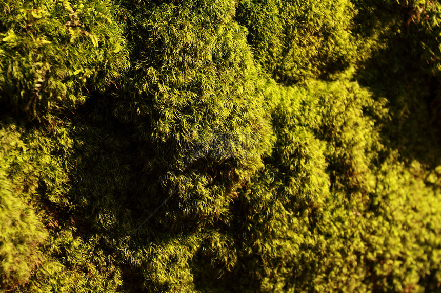 新的oms 宏环境绿色石头溪流生态岩石生活荒野植物森林图片