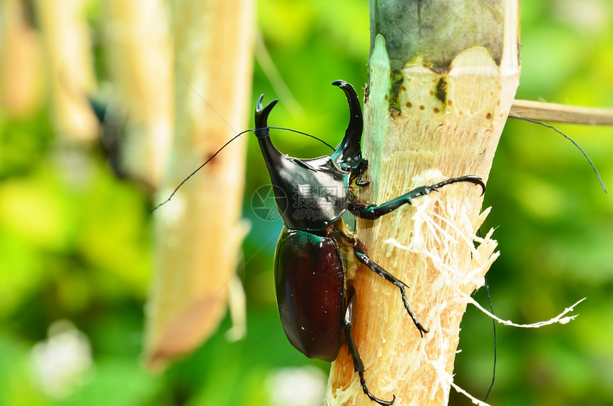 犀牛甲虫巨石宠物启动生物体花岗岩甲虫前院棕色阳光斗争图片