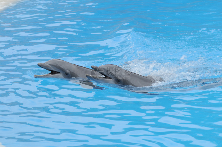 蓝色水上的灰色海豚水族馆脚蹼生物乐趣瓶子娱乐微笑力量生活哺乳动物图片