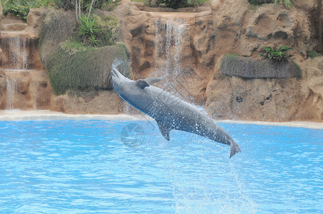 蓝色水上的灰色海豚生物乐趣力量鲸鱼瓶子野生动物海洋生活娱乐鼻子背景