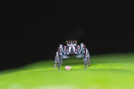 蜘蛛猎人宏观热带草丛动物学捕食者昆虫昆虫学森林背景图片
