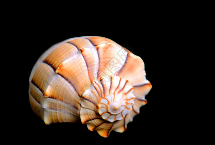 黑色背景上的 shell背景图片