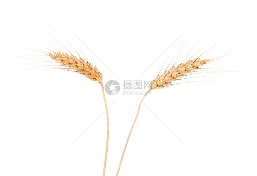小麦耳朵面包白色生产食物植物稻草培育尖刺场地乡村图片