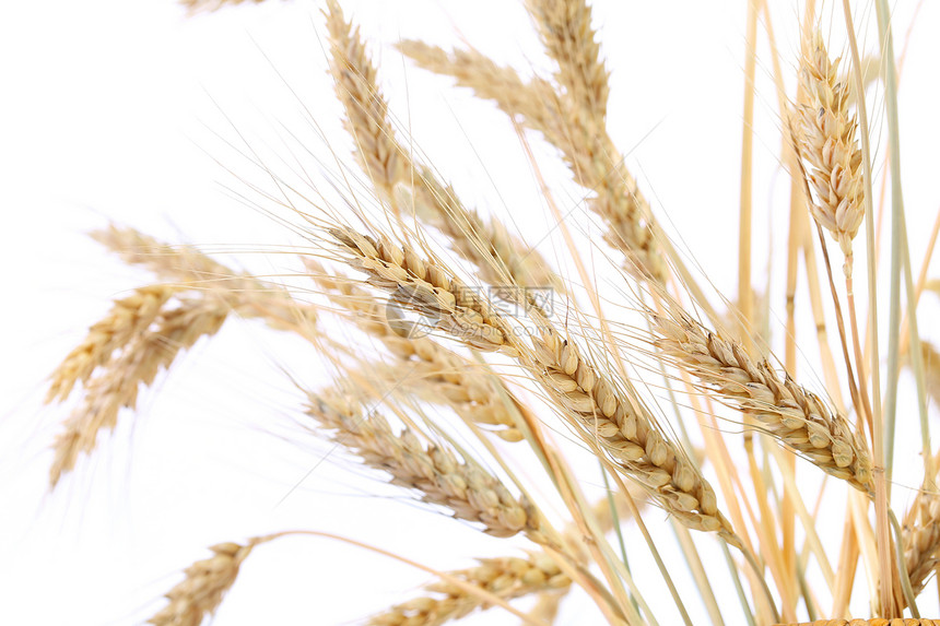 小麦耳粮食场地种子谷物收成玉米金子稻草农场耳朵图片