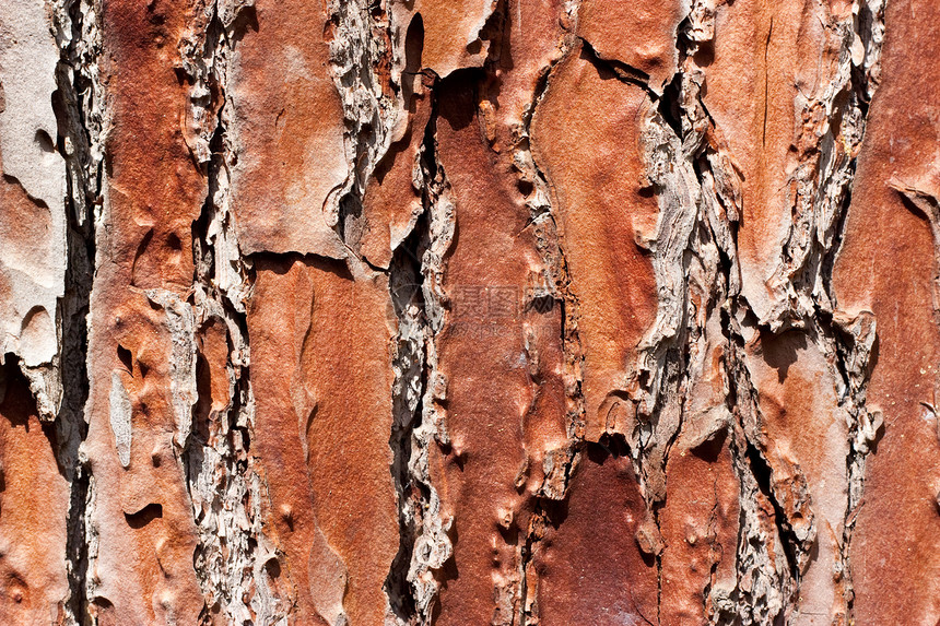 旧树皮纹理材料森林棕色生活风化条纹日志树干木材生态图片