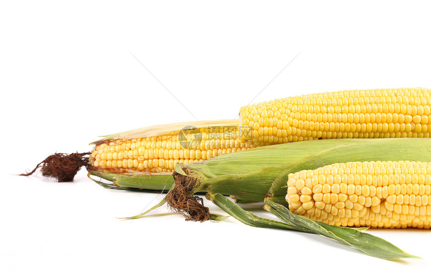 新鲜玉米在鳕鱼上粮食蔬菜农业棒子面饮食棒子食物谷物生食营养图片