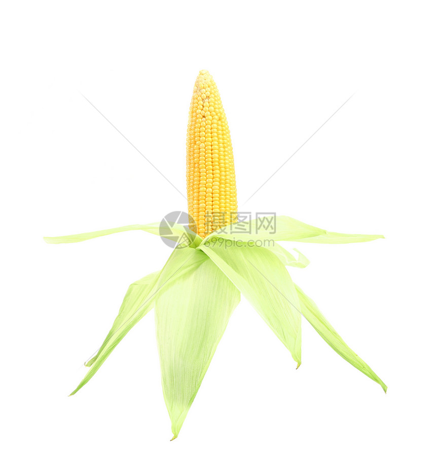 新鲜原生玉米cob棒子内核玉米芯营养食物水果爆米花叶子生产收成图片