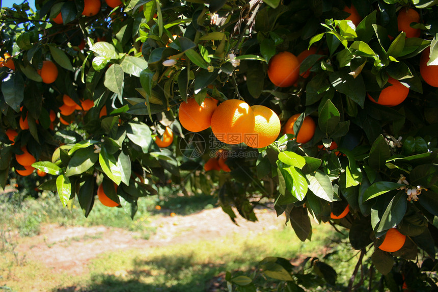橙树食物叶子收获生长橙子爱好树林天空果汁水果图片