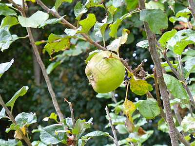 苹果水果树叶绿色生长背景图片