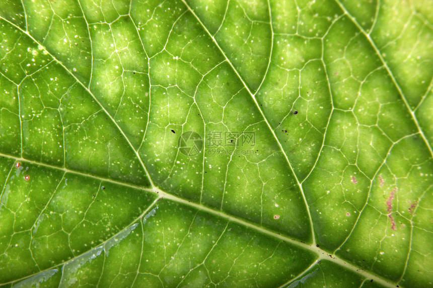 绿叶背景树木分支机构植物绿色环境生长树叶森林宏观植物学图片