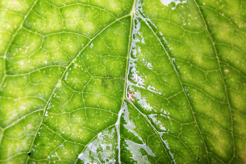 绿叶背景分支机构树木反射植物植物学绿色树叶环境森林宏观图片