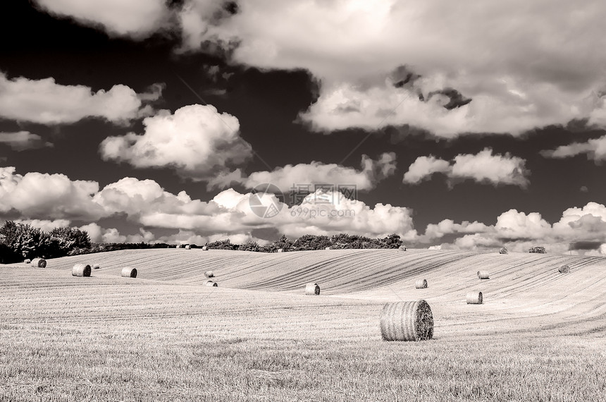 单色卷曲大麦田 有草篮和云彩的天空图片