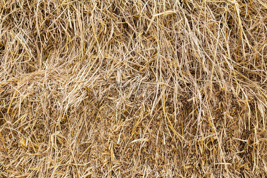 稻草小麦地面墙纸植物干草叶子食物草垛黄色枝条图片