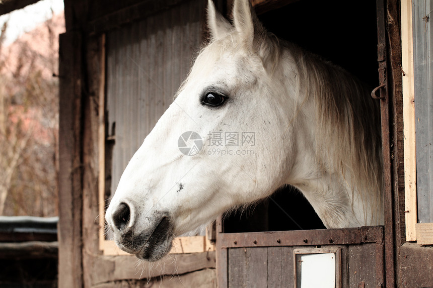 马马肖像宠物白色窗户摊位运输动物农场骑术棕色马术图片