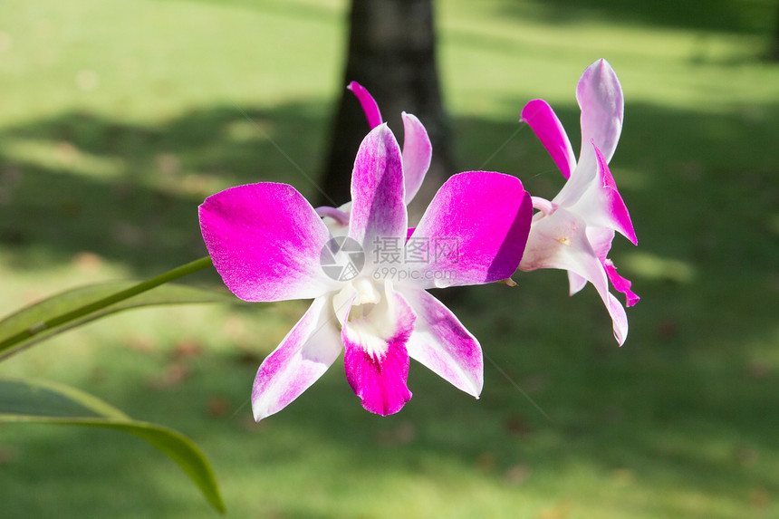 紫兰花园林白色生活绿色栽培兰花花瓣园艺绿化生物学图片