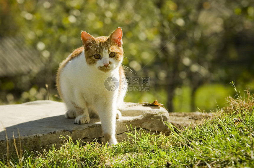 猫咪眼睛晶须宠物鼻子艺术小猫毛皮好奇心图片