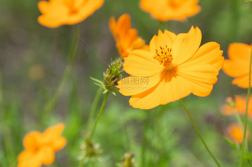 黄花雌蕊花粉空地雄蕊花园宇宙草地蜂蜜花瓣花蜜图片