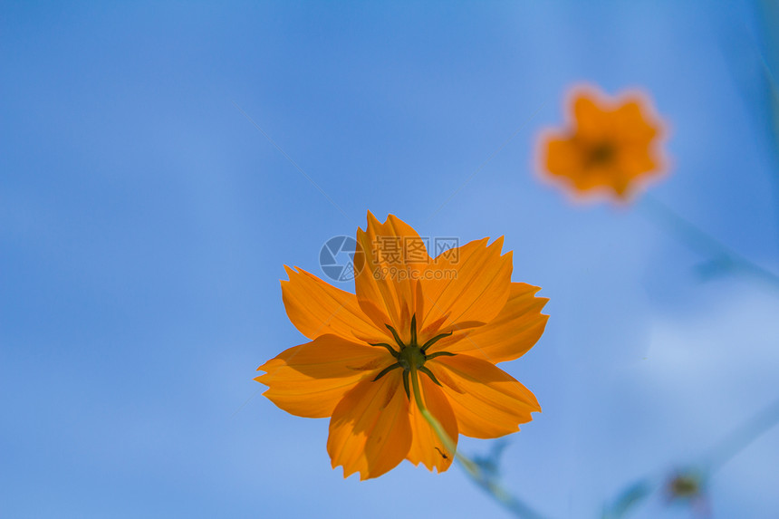 黄花花粉环境活力植物群农村热带天空草地蓝色宇宙图片